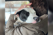 【海外】「迷い犬が救助者の腕の中で心を開く！ストリートからの脱出物語」