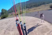 パラグライダーで降り立った場所にカンガルーが二匹出現、男性目掛けて突進してくる様子を映した動画が話題に！