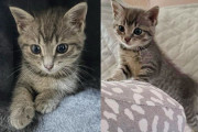 【海外】「女性が高速道路で子猫を救い出し、その後別の猫が子猫を自分の子として育て始める驚きの物語」