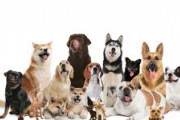 海外「こんなに可愛い犬種をありがとう日本！」海外で柴犬はどう見られている？