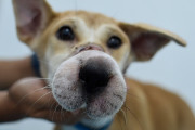 【海外】「犬肉トラックから脱出！奇跡の救出劇と新たな幸せを手に入れたモの物語❤️」