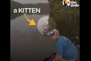 命を懸けてボートまで泳ぐ子猫、人間を信頼しきるその瞬間とは  海外の反応