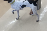 犬「ううう本能がっ！！何してる早くうつんだ！」