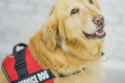 行儀よくミュージカルを鑑賞するワンコの群れ 補助犬の訓練風景がめっちゃかわいい！