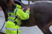 馬やさしい。背中を掻いてあげると、鼻先で背中を掻き返してくれる（イギリス）