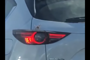【閲覧注意】次はあなたの車かも･･･大グモが車の中に入り込む映像が怖すぎる･･･