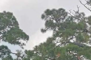 【画像】モンスター・ビートル