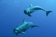 【海外】動物の体液10選！驚くべき活用法とは？