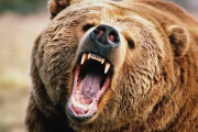アメリカ人「君達の国で一番危険な動物は何？こっちならクマだけど」