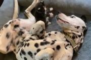 子猫に遊び道具にされても怒りません！お昼寝中の優しいダルメシアン♪