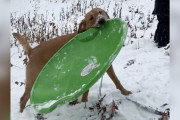 【海外】「犬が子供たちとそり遊び！運命の瞬間を発見したその理由とは？」
