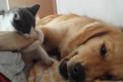 スヤスヤ眠っているワンコに噛み付きまくる猛獣子猫ちゃん