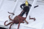 外国人が選んだ何とも言えない画像選手権　盛り上がってしまうｗｗｗｗPart2