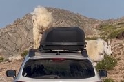 ヤギが車の耐久テスト？スバル車の上に乗って入念にジャンプ