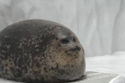 海外「これはとても可愛らしい生き物だね」日本のとある水族館にいた愛らしい生き物の姿が一瞬で心を掴まれると話題に