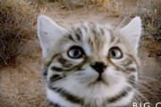 「この地球上で最も獰猛で危険なネコ」恐ろしく愛くるしい姿に心を狩られてしまう人続出ｗｗｗｗｗｗ