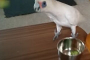 【笑撃】外国人「ブロッコリーに激怒するインコと飼主のバトルが面白すぎる、笑いを分かってるわこの鳥」【海外の反応】