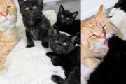 【海外】子猫たちが家の下から出てきて、父猫による愛情たっぷりの教育を受けるまでの物語！
