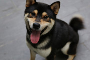 神の犬を見つけたｗｗｗｗｗｗｗｗｗ