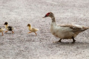 頑張れ…！鳥の赤ちゃんが崖から飛び降りる「今まで見た中で一番トラウマになった崖」「これを見るたびに泣けてくる」海外の反応