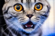 「日本は猫も地震に慣れているのか…」地震が起きたときの猫のリアクション【海外の反応】