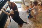 ピアノを弾く犬とノリノリに踊る女の子の映像が凄く和む件　海外の反応