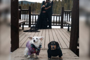 【海外】「結婚式で注目の的！愛を繋ぐ犬たちの感動ストーリー」