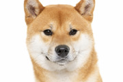韓国人「“待て” ができない日本の柴犬が衝撃的な可愛さなんだがww」「頭では分かってるのに体が…www」