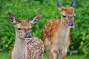 「日本の鹿はやっぱり礼儀正しい！」お辞儀をする奈良公園の鹿 海外の反応
