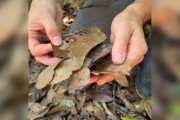 【海外】葉っぱの中から見つけた!? 隠れ名人の生き物の正体とは？
