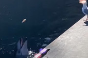 イルカ「ほれほれ～魚いいだろ～♪」カモメ「ぐぬぬ……」鳥さんをからかうイルカの知能にビックリ！