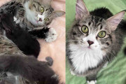 【海外】家族が助けを求める猫を保護、その後まさかの子猫誕生！感動のストーリーを紹介