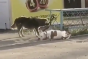道路のフェンスに繋がれているピットブルを野良犬がリードを外して解放しちゃった！