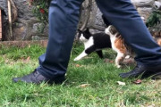 「我らついて行き隊！」お父さんが帰宅すると野外に居た猫たちが集合しズラズラと付いていく動画