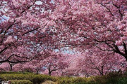 海外「今年日本で体験した心温まる思い出を語ろう」2022年の日本での思い出に対する海外の反応