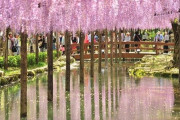 CNNの「世界の夢の旅行先10ヶ所」に日本で唯一選ばれた！藤のトンネル 海外の反応