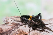 【海外】コウロギの食事とは？雑食性の scavenger の秘密に迫る！