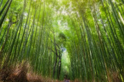 京都が中国に必死の観光ＰＲをしていることに海外びっくり仰天！（海外の反応）