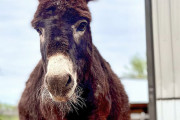 外国人「妊娠している動物が可愛らしいので写真を見せていく！」Part2