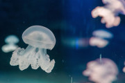 【海外】クラゲの繁殖はこうなる！卵を産むのか、自分を複製するのか？その秘密に迫る！