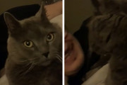 「えっ、今舐めたのってご主人？」後ろから不意にペロっとされた猫ちゃんの反応が面白い