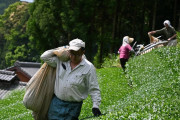 海外「抹茶高すぎ！」外国人観光客が日本の抹茶を買い占め？価格高騰に悲鳴