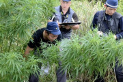 外国人「どうして日本では未だに大麻＝危険薬物扱いなの？」