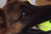 「遊ぶ準備は出来てるよ」鳴るボールを咥えて飼主さんにアピールするジャーマン・シェパード犬！