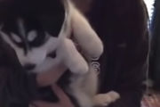 ヒエッ・・！😨ハスキーの赤ちゃんが何か喋ってる！！それを聞いた飼い主大ウケ！🤣