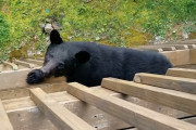 バルコニーで階下のクマを撮影していた男性→突然クマが男性の元へ登ってきて大慌て！