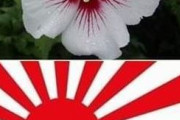 韓国人「その論理ならラーメン、トンカツ、カレー全部禁止だろ‥桜・仏教・漢字全て韓国が日本に伝えた」ムクゲの花は日本人が愛する花？日章旗の象徴？　韓国の反応