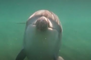 【韓国の反応】「イルカに噛まれて血がでた」…日本でイルカ被害続出。韓国の反応「意図的な報復攻撃である可能性が高い。/イルカの正当防衛だ。」