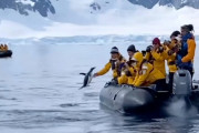 大ピンチ！観光客が見守る中シャチから逃げるペンギン→まさかの場所に避難成功！