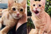 【海外】若い猫の足が復活！助けられた猫が自力で跳ねる感動の瞬間に観衆が驚愕